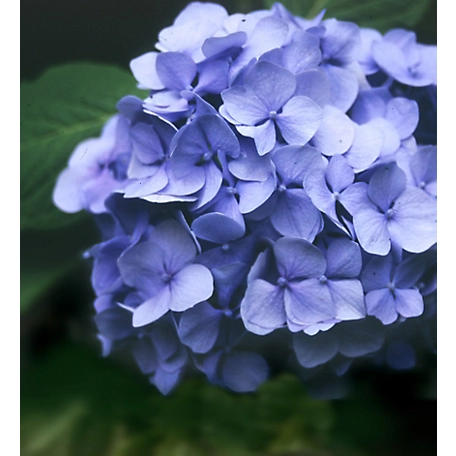 National Plant Network 4 in. Penny Mac Hydrangea Plant, 2 pc.