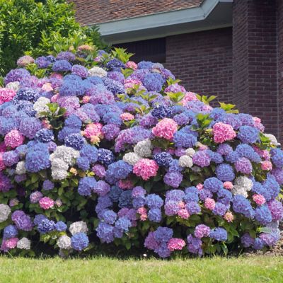 National Plant Network 2.5 qt. 3N1 Hydrangea Plants, 1 pc.