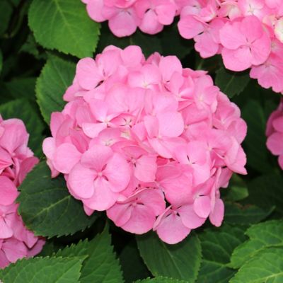 Image showing  2.5 qt. 3N1 Hydrangea Plants, 1 pc.