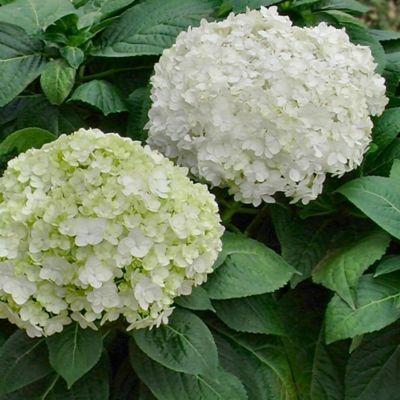 Image showing  2.5 qt. 3N1 Hydrangea Plants, 1 pc.