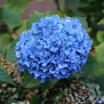 Image showing  2.5 qt. Potted Nikko Blue Hydrangea Plant