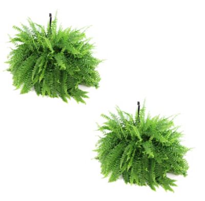 Image showing  10 in. Boston Fern Plant, 2 pc.