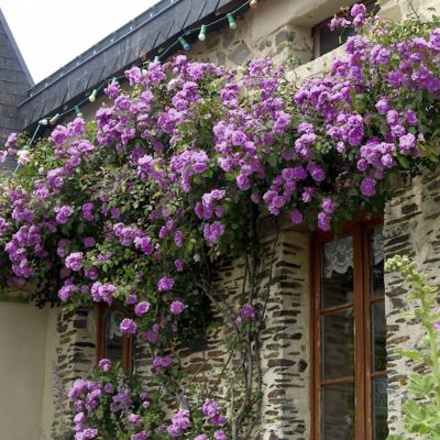 National Plant Network Angel Face Climbing Rose Plants, 2 pc.