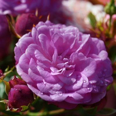 Image showing  Angel Face Climbing Rose Plants, 2 pc.