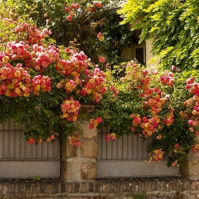 Image showing  Pinata Climbing Rose Plants, 2 pc.