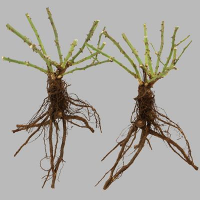 Image showing  Pinata Climbing Rose Plants, 2 pc.