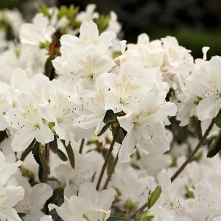 National network of plants 2.5 qt Snow Azalea Plant Bushes