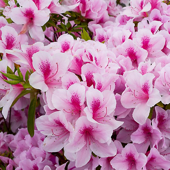 National Plant Network Potted Formosa Azalea Plant at National Plant Network Potted Formosa Azalea Plant at