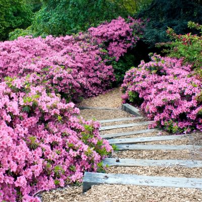 Image showing  Potted Formosa Azalea Plant