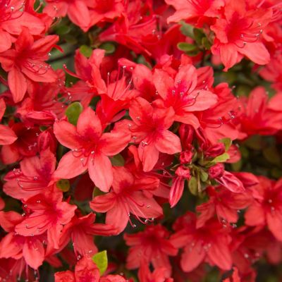 Image showing  2.25 gal. Midnite Flare Azalea Plant