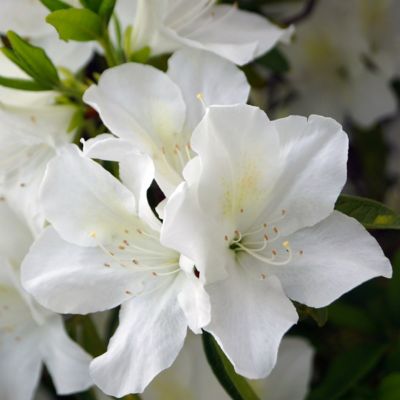 National Plant Network 2.25 gal. Irish Creme Azalea Plant