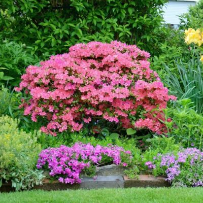 National Plant Network 2.25 gal. Pink Azalea Hampton Beauty Shrub