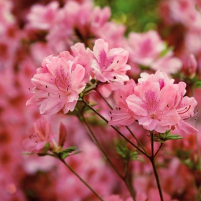 Image showing  2.25 gal. Pink Azalea Hampton Beauty Shrub