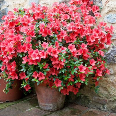 Image showing  2.5 qt. Potted Pink Amagas Azalea Bush
