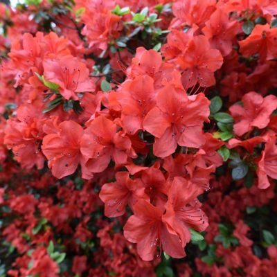 National Plant Network 2.25 gal. Amagasa Azalea Plant