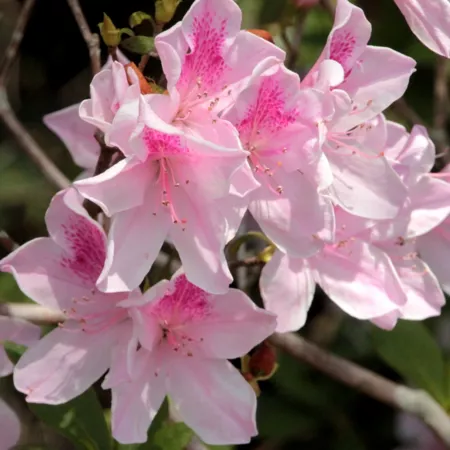 National network of plants 2.5 qt Potted George L Tabor Azalea Plant Bushes