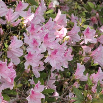 Image showing  2.5 qt. Potted George L. Tabor Azalea Plant