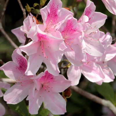 National Plant Network 2.25 gal. George L. Tabor Azalea