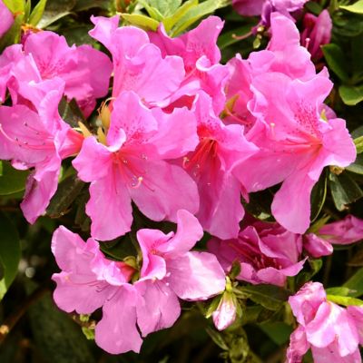 National Plant Network 2.5 qt. Potted Pride of Mobile Azalea Plant