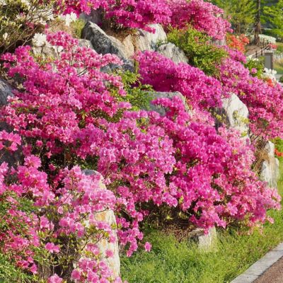 Image showing  2.5 qt. Potted Pride of Mobile Azalea Plant