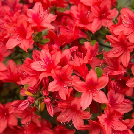 National network of plants 2.5 qt Red Formosa Azalea Plant Bushes