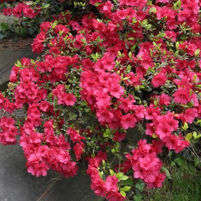 National Plant Network 2.5 qt. Sunglow Azalea Plant