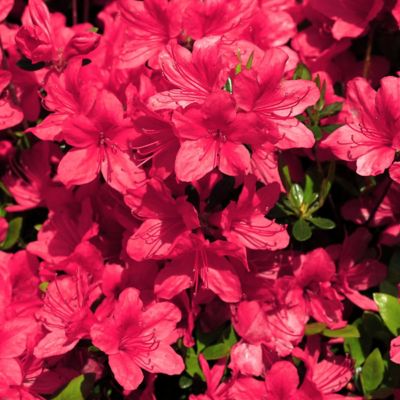 Image showing  2.5 qt. Sunglow Azalea Plant