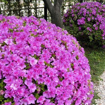 National Plant Network 2.5 qt. Poukhanense Compacta Azalea Plant