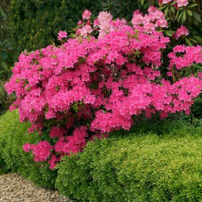 Image showing  2.5 qt. Potted Red Slippers Azalea Bush