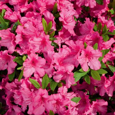 National Plant Network 2.25 gal. Potted Red Slippers Azalea Plant