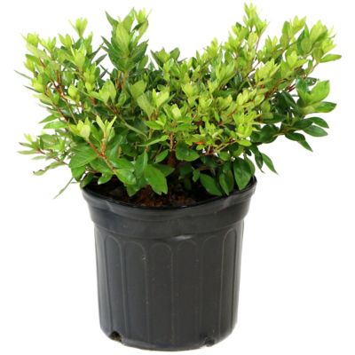 Image showing  2.25 gal. Potted Red Slippers Azalea Plant
