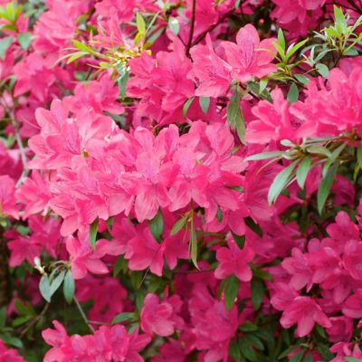 National Plant Network 2.5 qt. Chinzan Azalea Plant