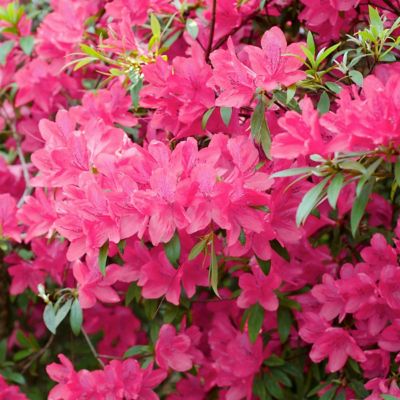 National Plant Network 2.25 gal. Potted Chinzan Azalea Plant
