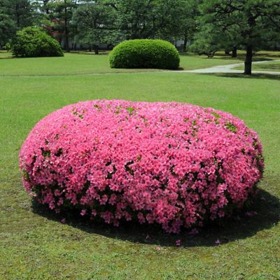 Image showing  2.25 gal. Potted Chinzan Azalea Plant