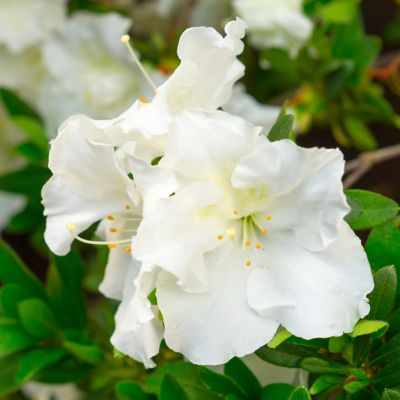 National Plant Network 2.5 qt. Potted Gumpo White Azalea Plant