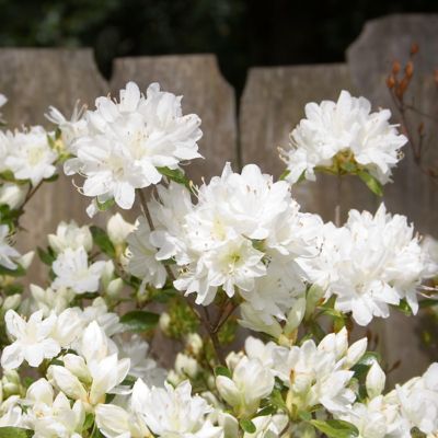 Image showing  2.5 qt. Potted Gumpo White Azalea Plant