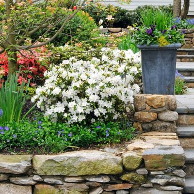 Image showing  2.25 gal. Potted Gumpo White Azalea Plant