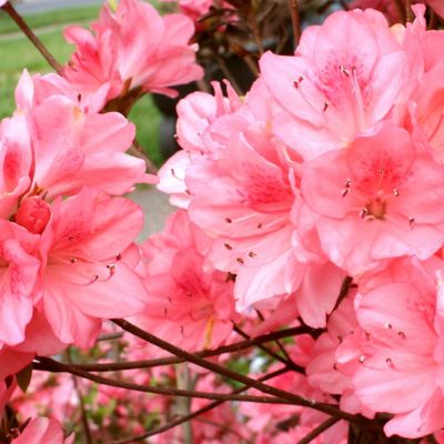 National Plant Network 2.5 qt. Wakaebisu Azalea Plant