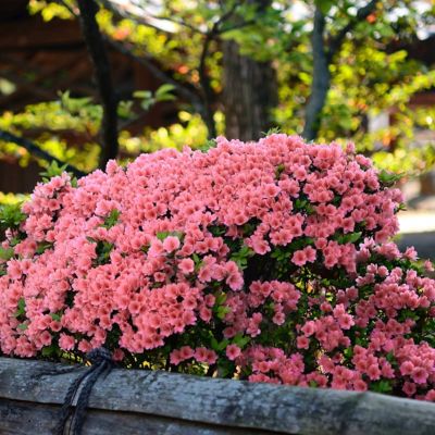 Image showing  2.25 gal. Potted Wakaebisu Azalea Plant