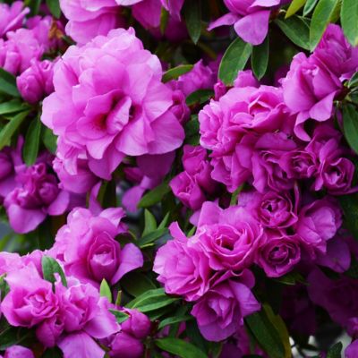 National Plant Network 2.5 qt. Amelia Rose Azalea Shrub