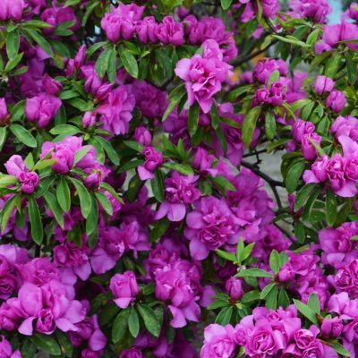 Image showing  2.5 qt. Amelia Rose Azalea Shrub