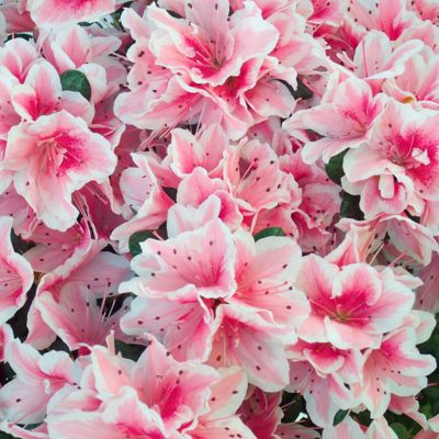 National Plant Network 2.25 gal. Potted Conversation Piece Azalea