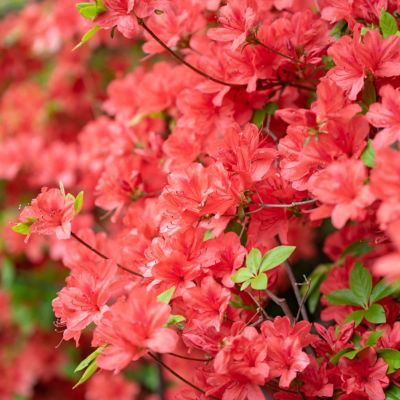 Image showing  2.5 qt. Flame Creeper Azalea Plant