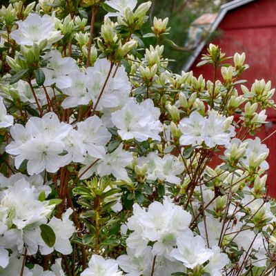 Image showing  2.25 gal. Glacier Azalea Plant