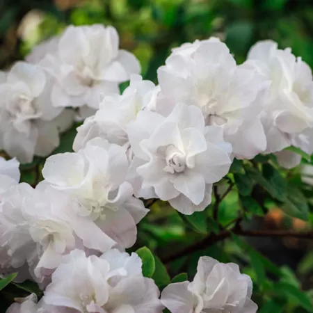 National Plant Network 2.25 gal Rustic gardenia azalea in pot Bushes