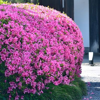 Image showing  2.25 gal. Potted Karens Azalea Plant with Purpose