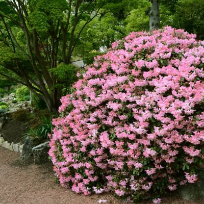 Image showing  2.25 gal. Watchet Azalea