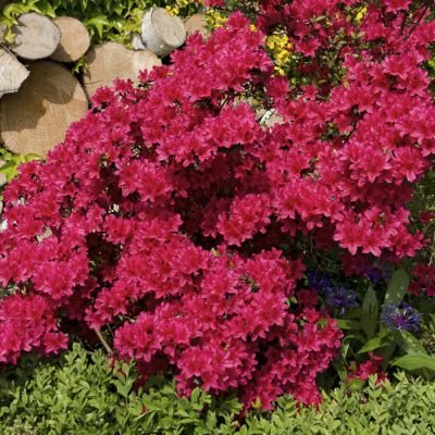 National Plant Network 2.25 gal. Potted Johanna Azalea Plant