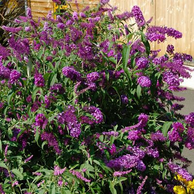 National Plant Network 2.25 gal. Nanho Purple Buddelia Plant