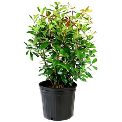 Image showing  2.5 qt. Cleyera Japonica